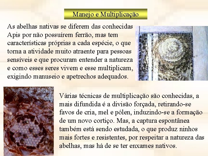 Manejo e Multiplicação As abelhas nativas se diferem das conhecidas Apis por não possuírem