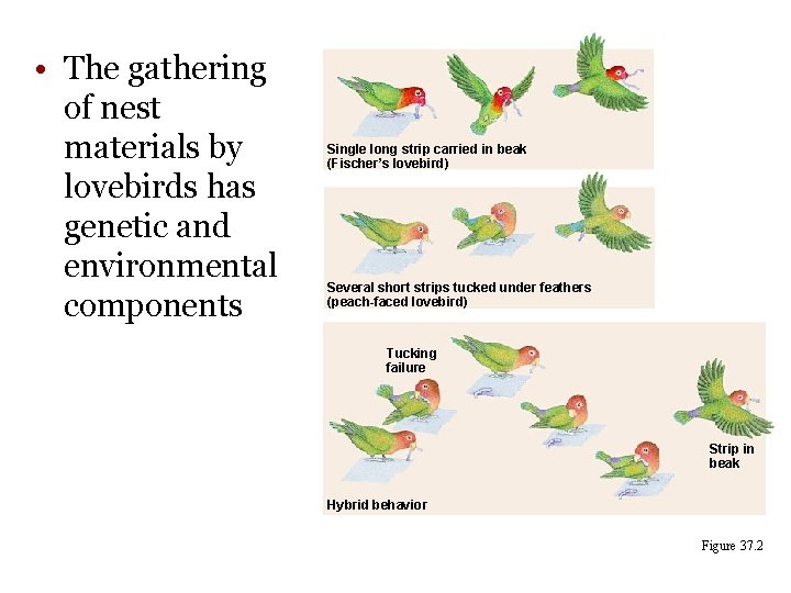 • The gathering of nest materials by lovebirds has genetic and environmental components • The gathering of nest materials by lovebirds has genetic and environmental components