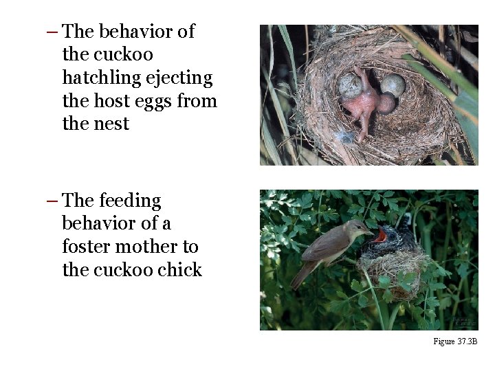 – The behavior of the cuckoo hatchling ejecting the host eggs from the nest – The behavior of the cuckoo hatchling ejecting the host eggs from the nest