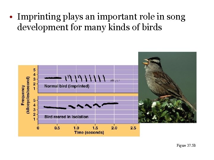• Imprinting plays an important role in song development for many kinds of • Imprinting plays an important role in song development for many kinds of