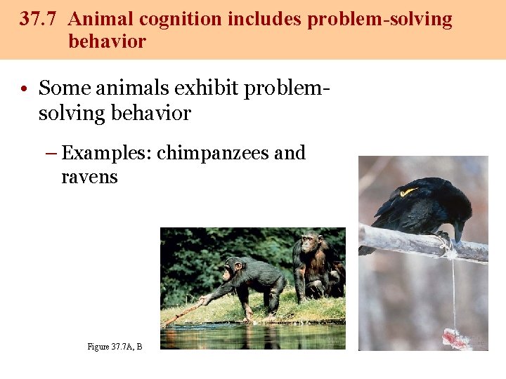 37. 7 Animal cognition includes problem-solving behavior • Some animals exhibit problemsolving behavior – 37. 7 Animal cognition includes problem-solving behavior • Some animals exhibit problemsolving behavior –