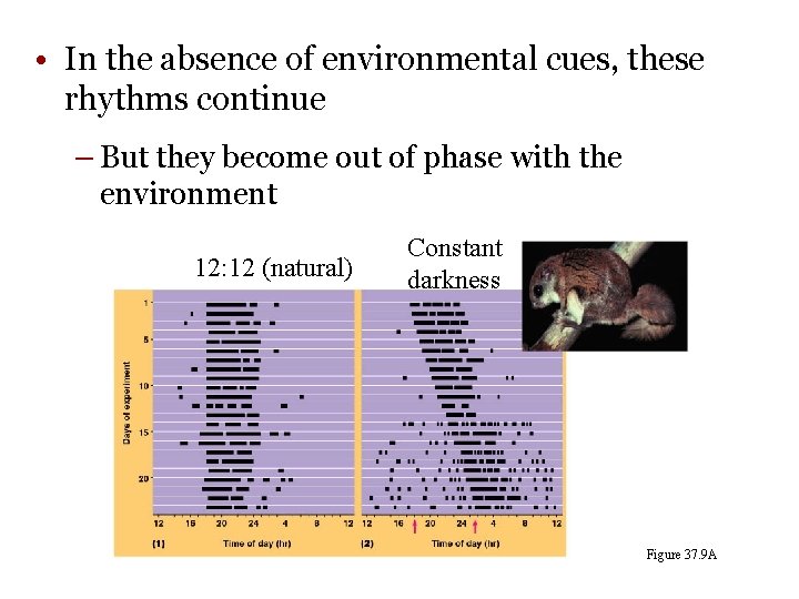 • In the absence of environmental cues, these rhythms continue – But they • In the absence of environmental cues, these rhythms continue – But they
