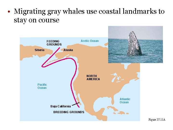 • Migrating gray whales use coastal landmarks to stay on course Arctic Ocean • Migrating gray whales use coastal landmarks to stay on course Arctic Ocean