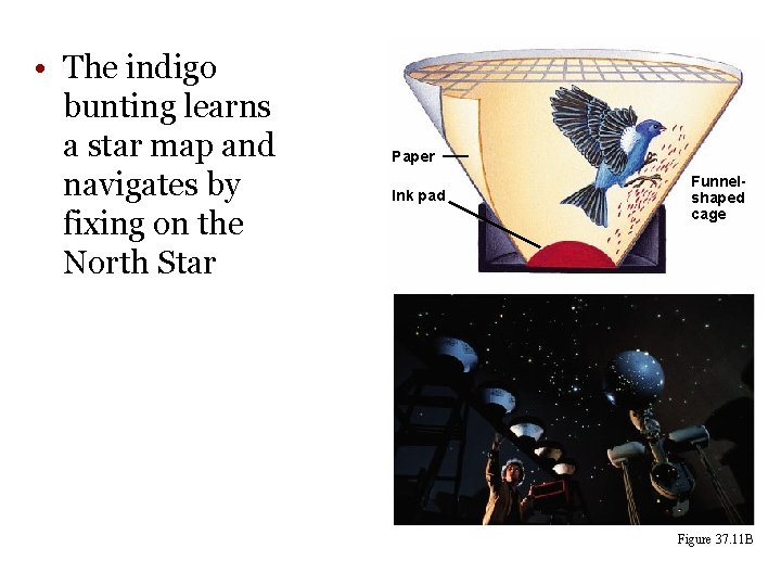 • The indigo bunting learns a star map and navigates by fixing on • The indigo bunting learns a star map and navigates by fixing on