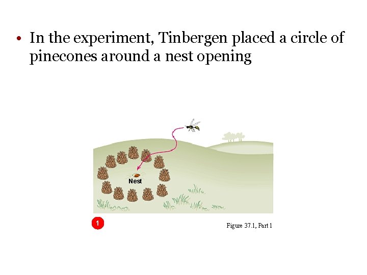 • In the experiment, Tinbergen placed a circle of pinecones around a nest • In the experiment, Tinbergen placed a circle of pinecones around a nest