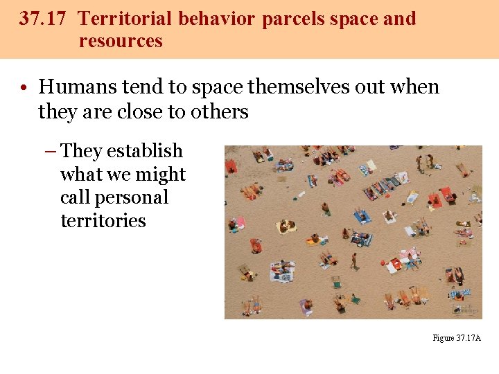 37. 17 Territorial behavior parcels space and resources • Humans tend to space themselves 37. 17 Territorial behavior parcels space and resources • Humans tend to space themselves