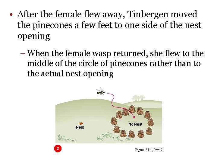 • After the female flew away, Tinbergen moved the pinecones a few feet • After the female flew away, Tinbergen moved the pinecones a few feet