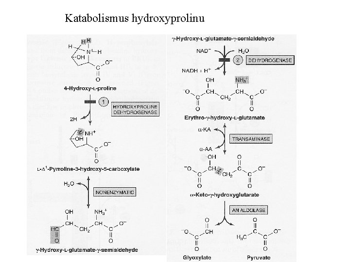 Katabolismus hydroxyprolinu 