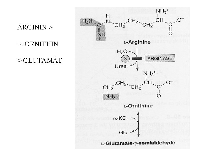 ARGININ > > ORNITHIN > GLUTAMÁT 