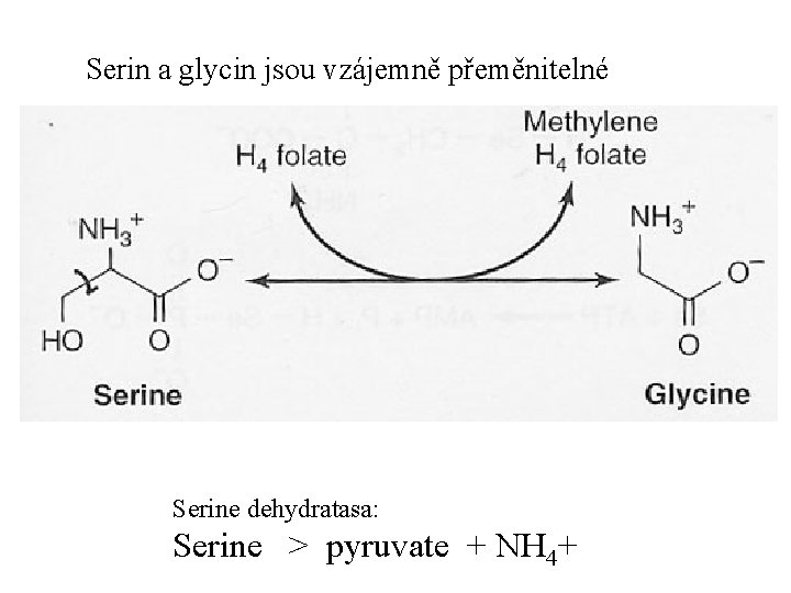 Serin a glycin jsou vzájemně přeměnitelné Serine dehydratasa: Serine > pyruvate + NH 4+