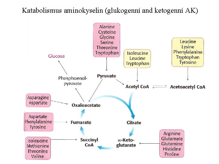 Katabolismus aminokyselin (glukogenní and ketogenní AK) 