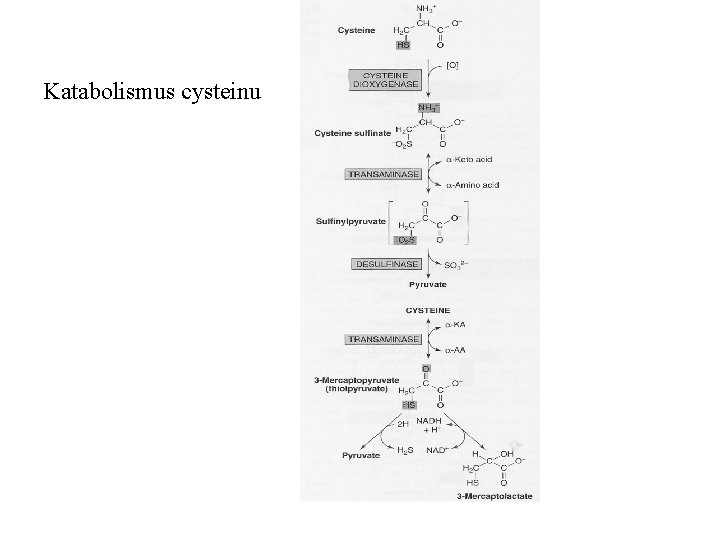 Katabolismus cysteinu 