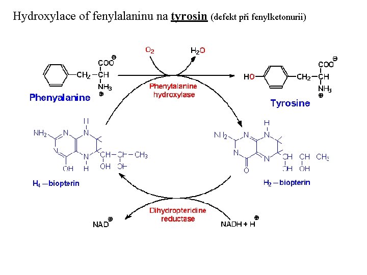 Hydroxylace of fenylalaninu na tyrosin (defekt při fenylketonurii) 