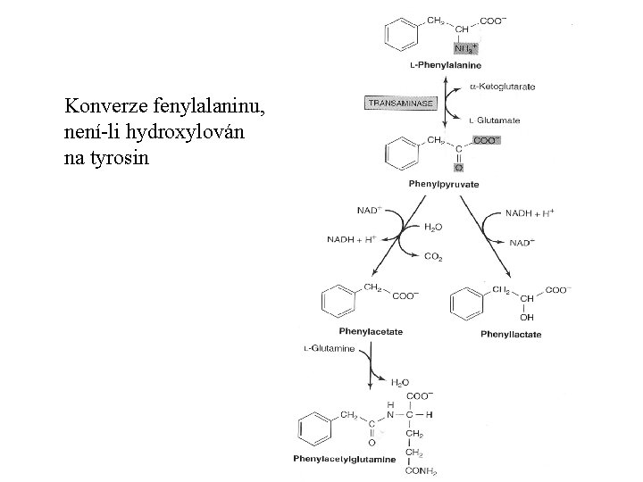 Konverze fenylalaninu, není-li hydroxylován na tyrosin 