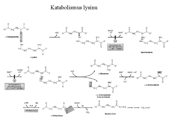 Katabolismus lysinu 