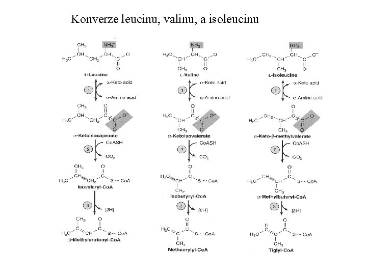 Konverze leucinu, valinu, a isoleucinu 