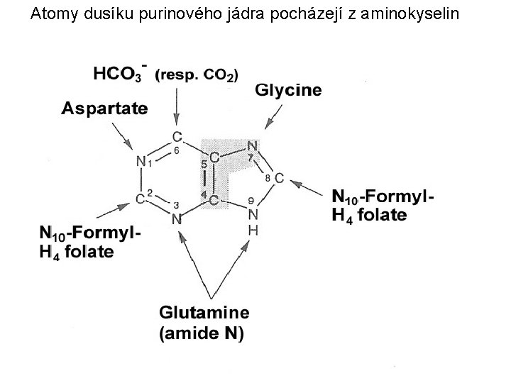 Atomy dusíku purinového jádra pocházejí z aminokyselin 