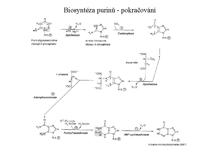 Biosyntéza purinů - pokračování 