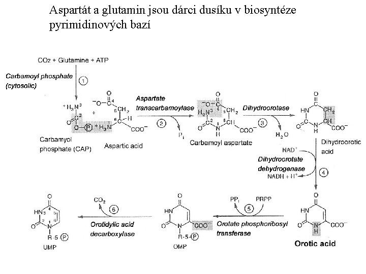 Aspartát a glutamin jsou dárci dusíku v biosyntéze pyrimidinových bazí 