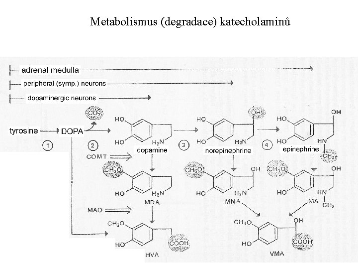Metabolismus (degradace) katecholaminů 