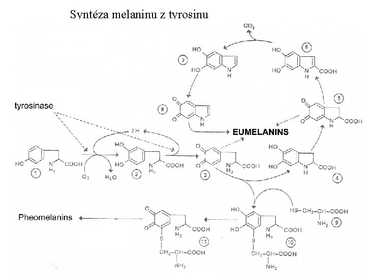 Syntéza melaninu z tyrosinu 