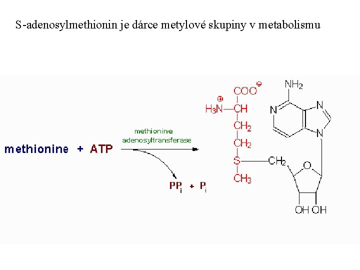 S-adenosylmethionin je dárce metylové skupiny v metabolismu 