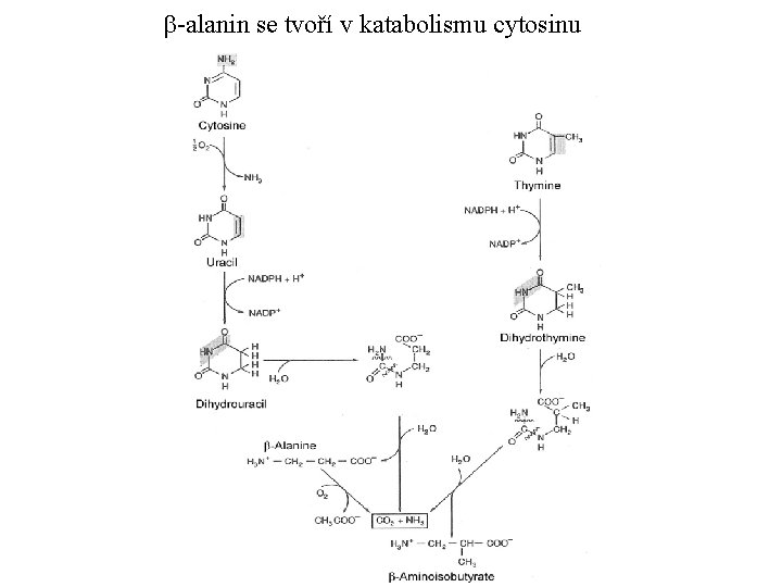 b-alanin se tvoří v katabolismu cytosinu 
