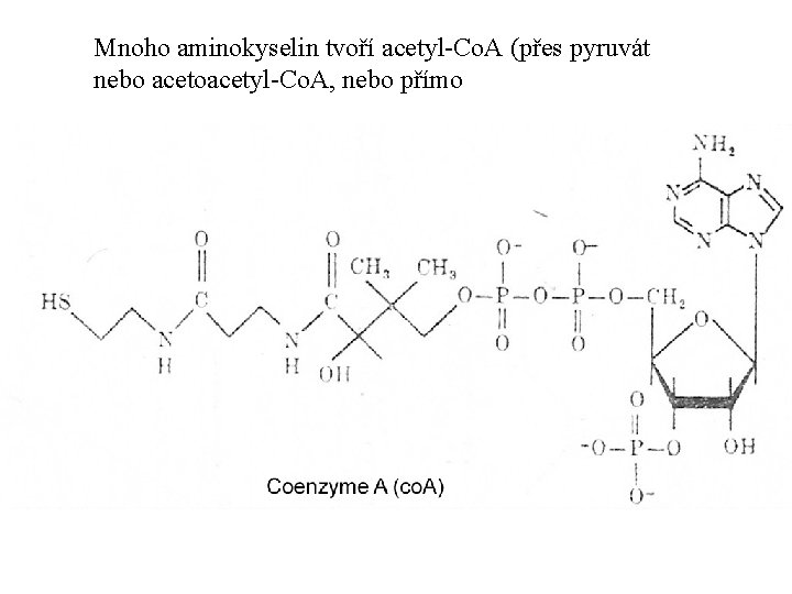 Mnoho aminokyselin tvoří acetyl-Co. A (přes pyruvát nebo acetoacetyl-Co. A, nebo přímo 