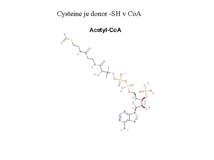 Cysteine je donor -SH v Co. A 