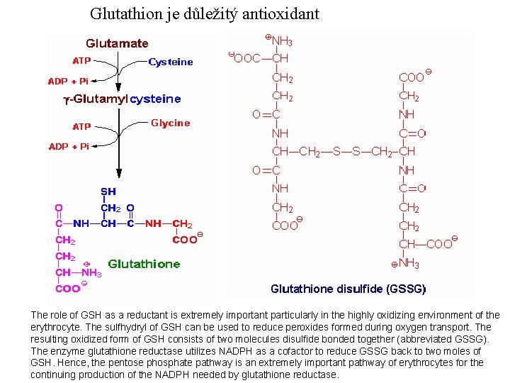 Glutathion je důležitý antioxidant The role of GSH as a reductant is extremely important