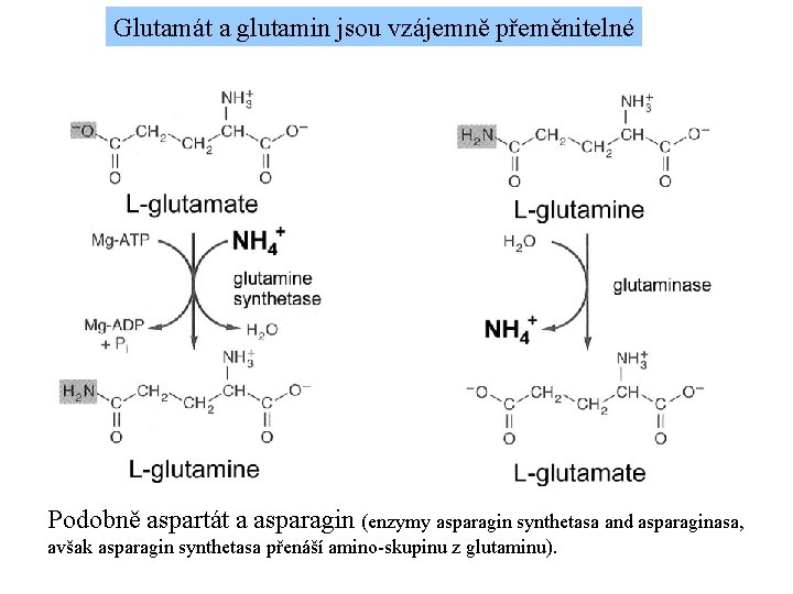 Glutamát a glutamin jsou vzájemně přeměnitelné Podobně aspartát a asparagin (enzymy asparagin synthetasa and