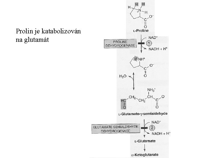 Prolin je katabolizován na glutamát 