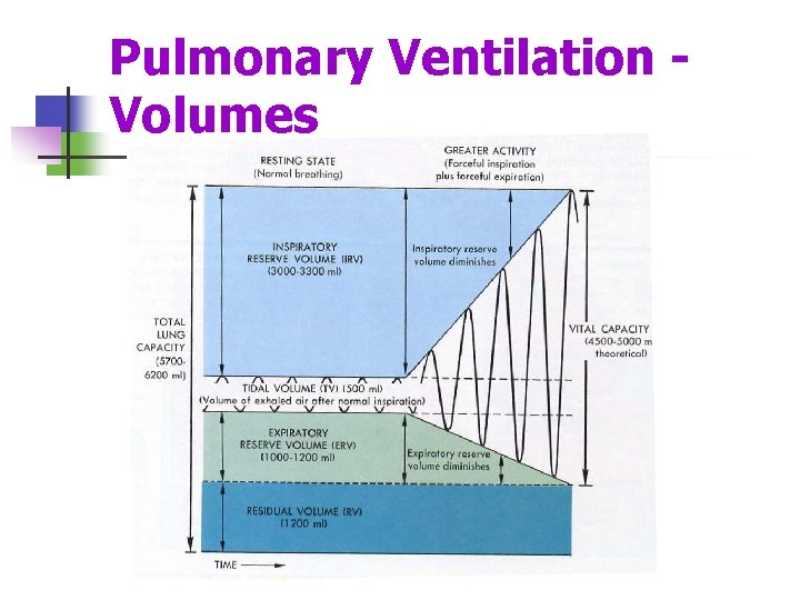 Pulmonary Ventilation Volumes 