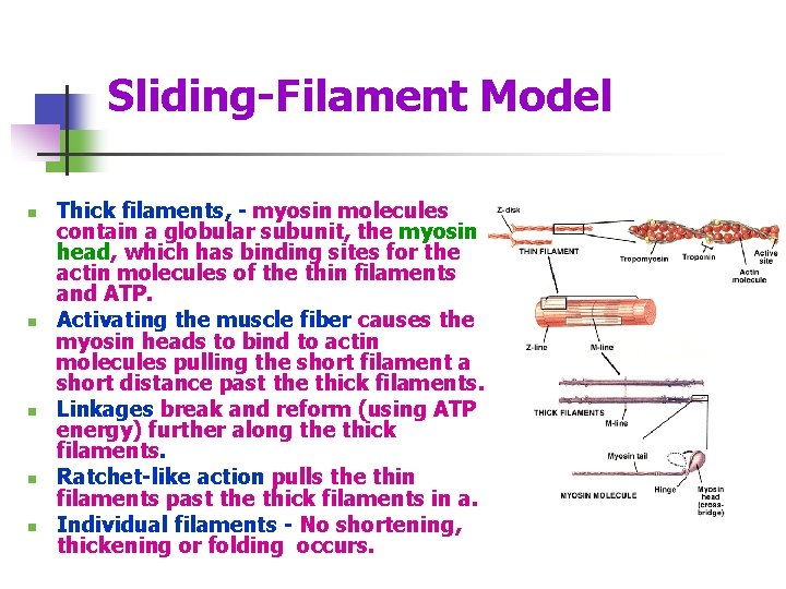 Sliding-Filament Model n n n Thick filaments, - myosin molecules contain a globular subunit,