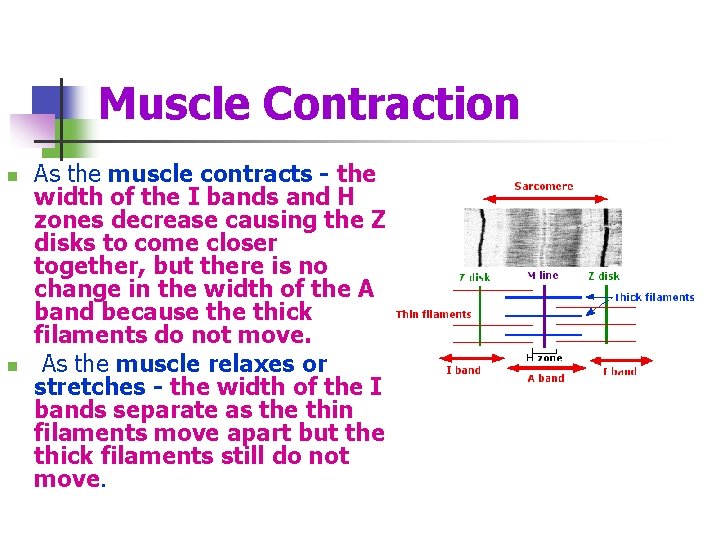 Muscle Contraction n n As the muscle contracts - the width of the I