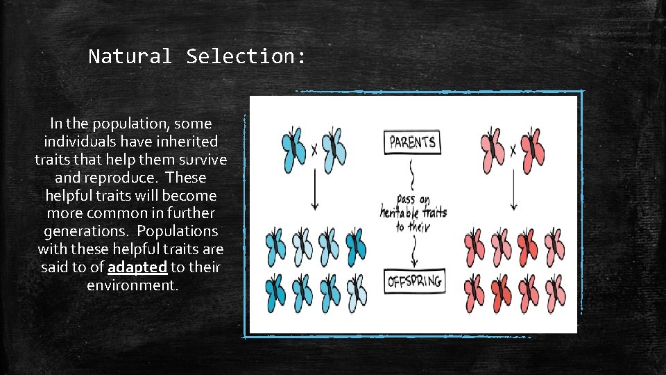 Natural Selection: In the population, some individuals have inherited traits that help them survive