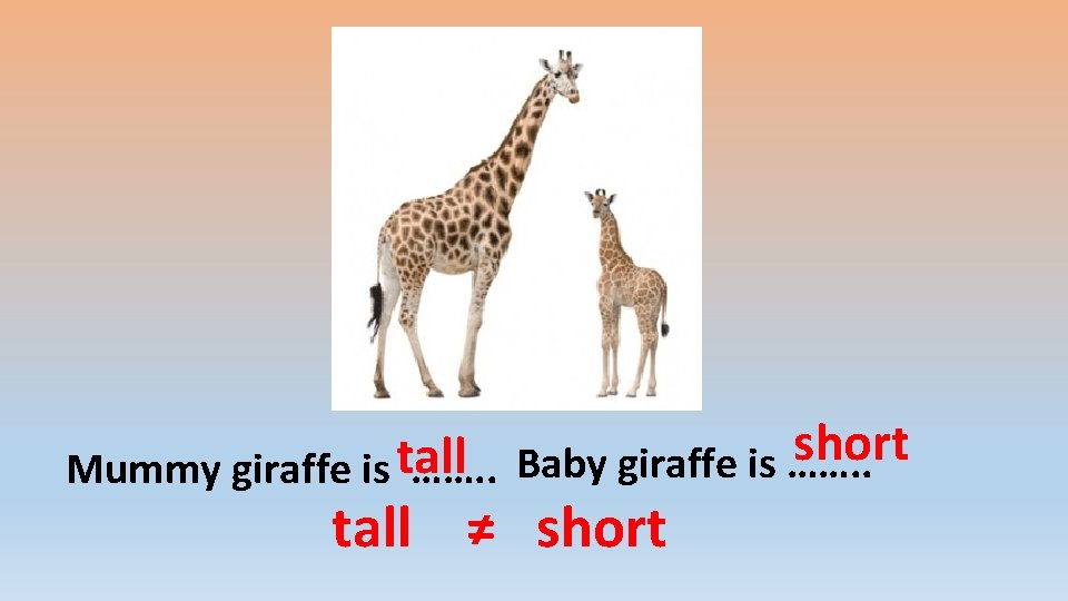 short tall Mummy giraffe is ……. . Baby giraffe is ……. . tall ≠