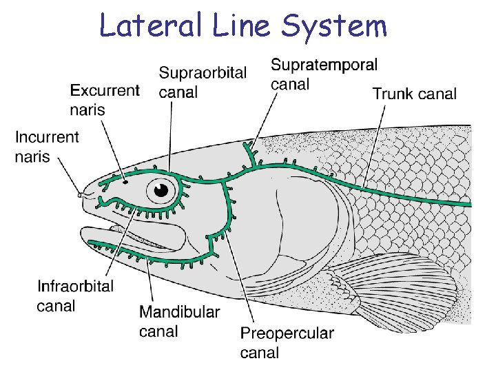 Lateral Line System 