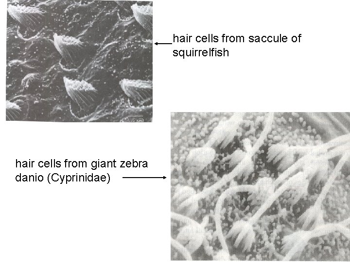 hair cells from saccule of squirrelfish hair cells from giant zebra danio (Cyprinidae) 