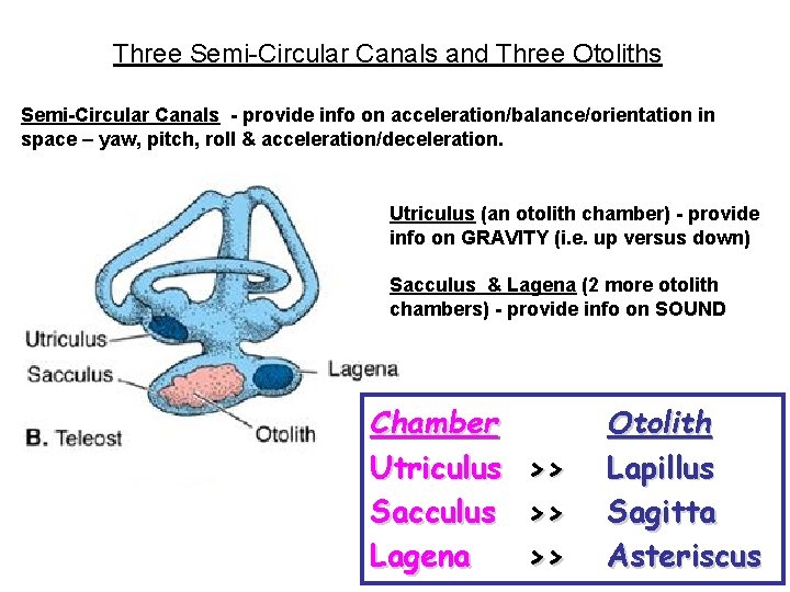 Three Semi-Circular Canals and Three Otoliths Semi-Circular Canals - provide info on acceleration/balance/orientation in