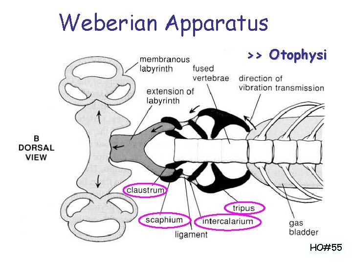 Weberian Apparatus >> Otophysi HO#55 