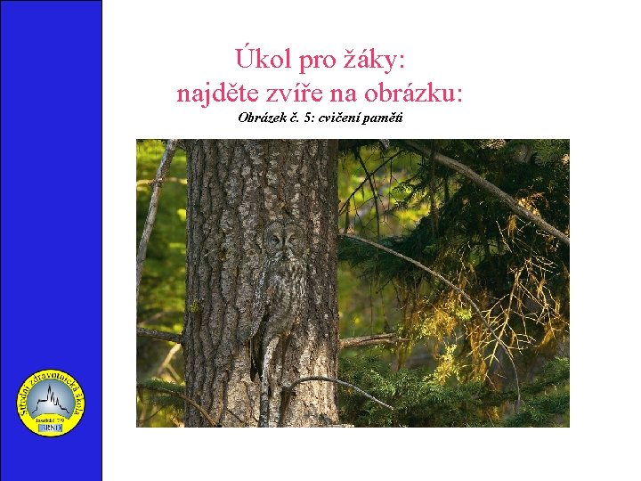 Úkol pro žáky: najděte zvíře na obrázku: Obrázek č. 5: cvičení paměti 