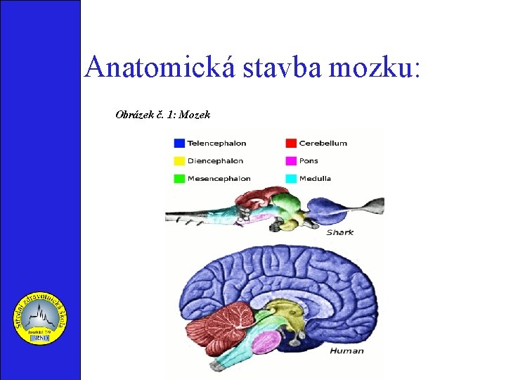 Anatomická stavba mozku: Obrázek č. 1: Mozek 