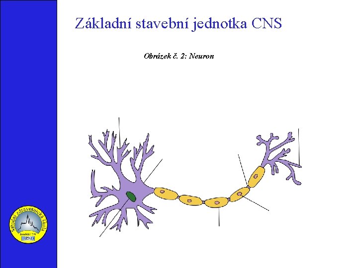 Základní stavební jednotka CNS Obrázek č. 2: Neuron 