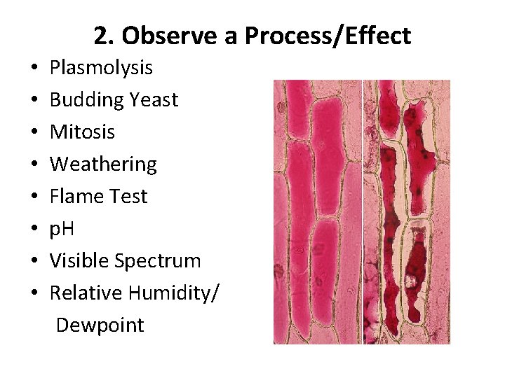 2. Observe a Process/Effect • • Plasmolysis Budding Yeast Mitosis Weathering Flame Test p.