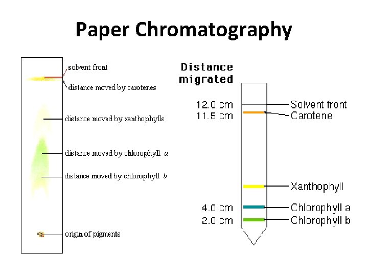 Paper Chromatography 