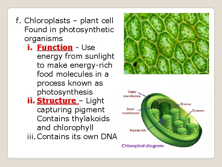 f. Chloroplasts – plant cell Found in photosynthetic organisms i. Function - Use energy