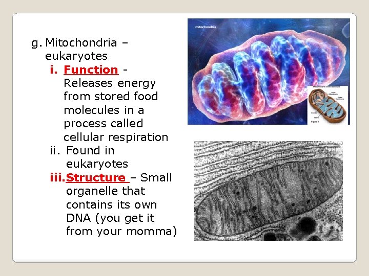 g. Mitochondria – eukaryotes i. Function Releases energy from stored food molecules in a
