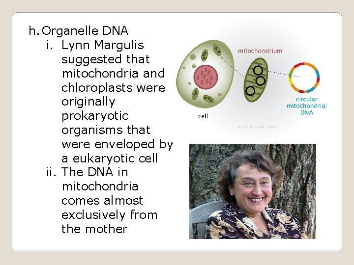 h. Organelle DNA i. Lynn Margulis suggested that mitochondria and chloroplasts were originally prokaryotic
