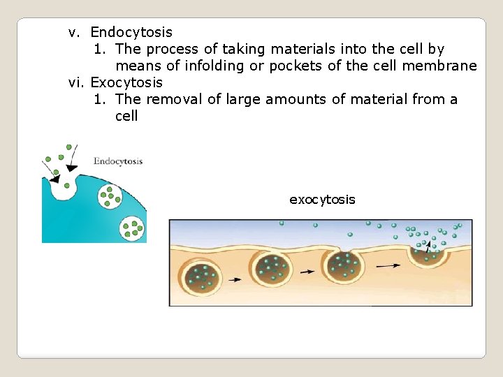 v. Endocytosis 1. The process of taking materials into the cell by means of